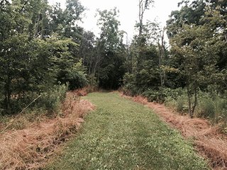 Property photo 4 - LAND AUCTION, 55+/- Acres offered in 2 tracts